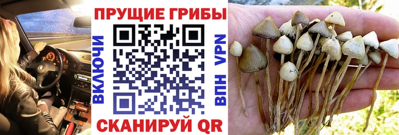 Псилоцибиновые грибы Psilocybine cubensis  Купить где  Анадырь 